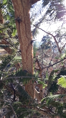 Vachellia macracantha