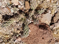 Grusonia