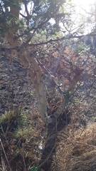 Vachellia macracantha