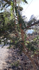 Vachellia macracantha