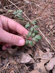 Zizia aurea