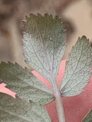 Zizia aurea