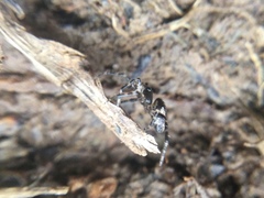 Euryopis funebris