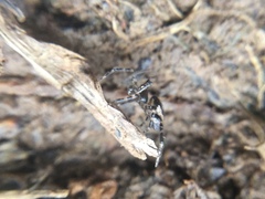 Euryopis funebris