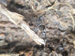 Euryopis funebris