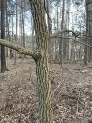 Magnolia acuminata