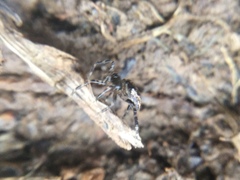 Euryopis funebris