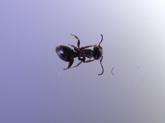 Lasius