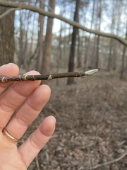 Magnolia acuminata