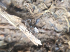 Euryopis funebris
