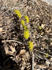Lomatium parryi