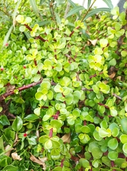 Portulacaria afra