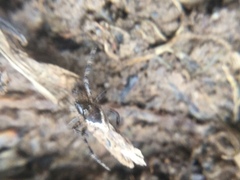 Euryopis funebris