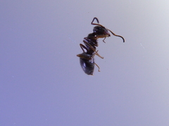 Lasius
