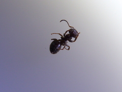 Lasius