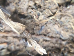 Euryopis funebris