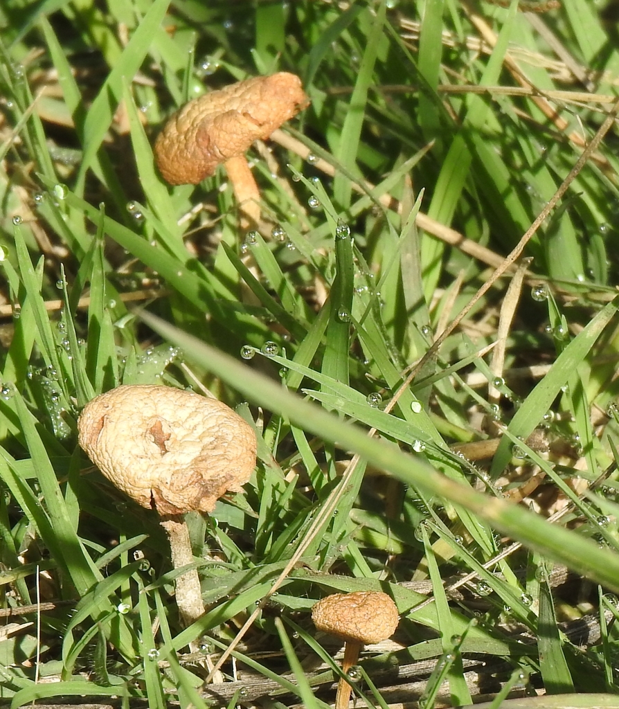 Agrocybe pediades · February 2023 · photo: © ferferrari (iNaturalist, cc0)