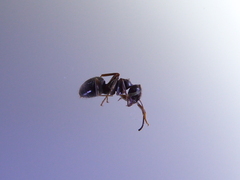 Lasius