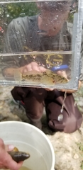 Cottus beldingii
