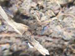 Euryopis funebris