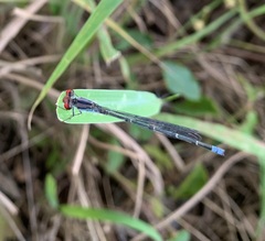 Pseudagrion sublacteum