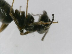Lasius