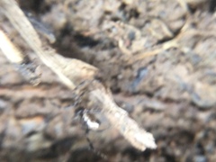 Euryopis funebris
