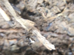 Euryopis funebris