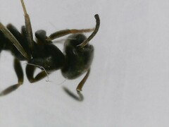 Lasius