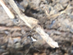 Euryopis funebris