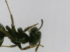 Lasius