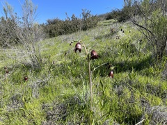 Fritillaria biflora