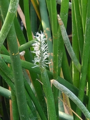 Eleocharis sphacelata