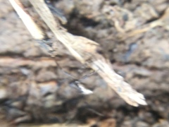 Euryopis funebris