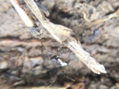 Euryopis funebris