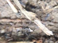 Euryopis funebris