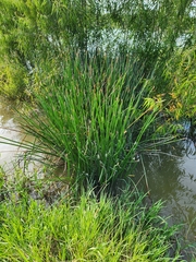 Eleocharis sphacelata