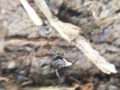 Euryopis funebris