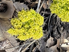Lomatium parryi