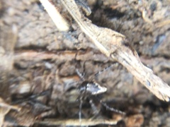 Euryopis funebris