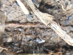 Euryopis funebris