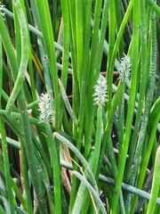Eleocharis sphacelata