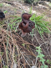 Gyromitra esculenta