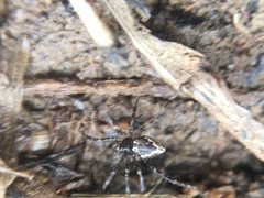 Euryopis funebris