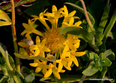 Magnoliopsida