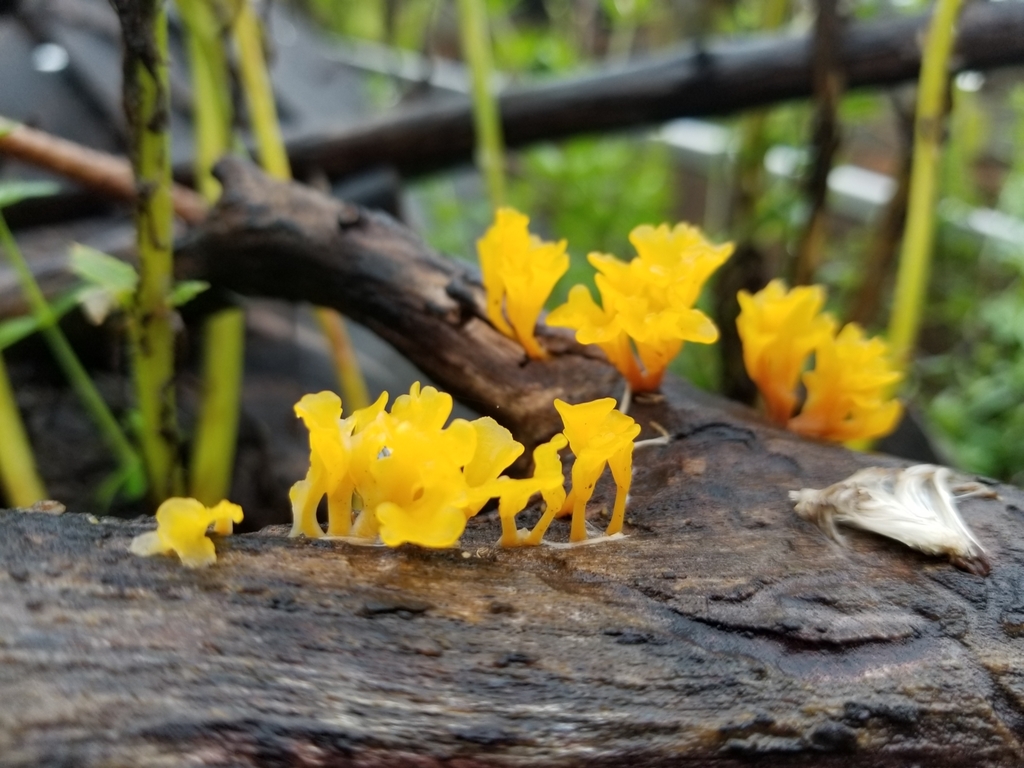 Fan-shaped Jelly Fungus from Coxsackie Antique Center, West Coxsackie ...