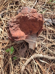 Gyromitra esculenta