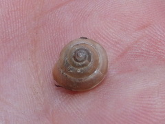 Euomphalia strigella