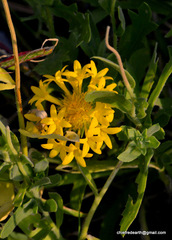 Magnoliopsida
