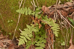 Woodsia obtusa occidentalis